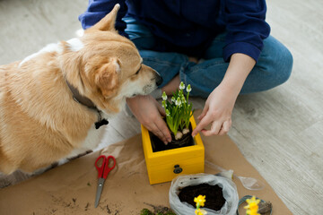 girl and corgi dog planting spring flowers at home - spring cleaning and diy projects for easter
