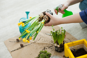 Person planting spring flowers at home - spring cleaning and diy projects for easter. Hands working close up