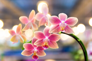 pink orchid flower - 479733916