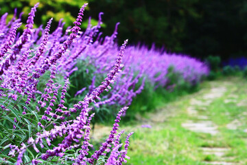 amazing view of Medicinal Sage(Salvia officinalis) flowers,beautiful purple with blue flowers blooming in the garden with walking pathway