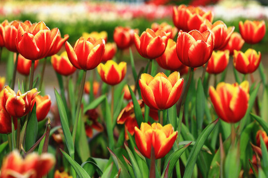 amazing view of colorful blooming Tulip flowers,close-up of beautiful red with yellow Tulip flowers blooming in the garden
