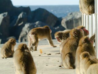 Monkey park
