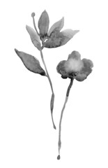 Abstract illustration of leaf  and spring flower with black watercolor paint.  A hand-drawn silhouette of a grass, flower on a white background.