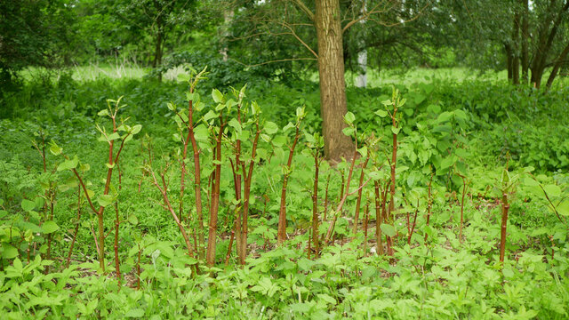 Gatecrasher Flowers Knotweed Japanese, Invasive Expansive Species Of Dangerous Plants Leaf, Village House Path Way Stems Leaves Asia Reynoutria Fallopia Japonica Intruder Neophyte Calamity