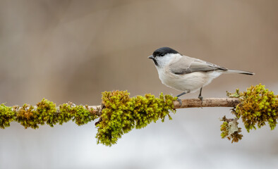 bird, natur, wild lebende tiere, robin, tier, wild, ast, bird, feather,