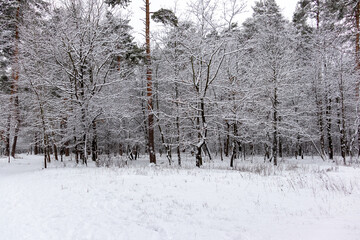  Beautiful forest winter, snowy landscapes. Snow lies on tree branches and on the ground.