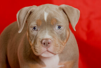 Portrait of a beautiful puppy of breed American Bully in the studio.