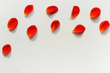 Red petals on a white background. Background from petals. 