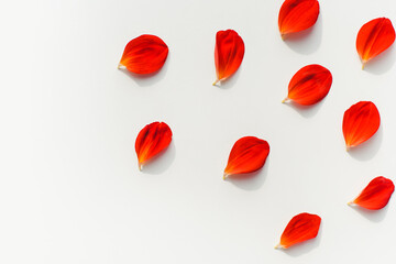 Red petals on a white background. Background from petals. 