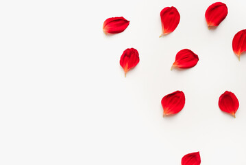Red petals on a white background. Background from petals. 