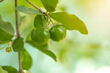 Thailand green Acerola cherry. Select  focus, soft focus, high vitamin, green acerola cherry.