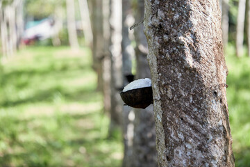 Rubber latex or para rubber flowing from stem tree