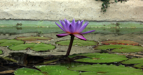 lotus violet