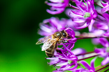 bee foraging a flower
