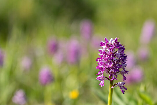 Military orchids, Orchis militaris blooming on the meadow in Estonian nature, Europe