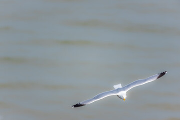 Larus argentatus-Gull flying in the sky