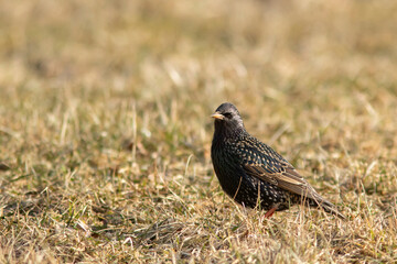 Beautiful songbird, Common starling, Sturnus Vulgaris standing on the ground during early spring in Estonian nature