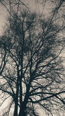 Photo of trees in winter