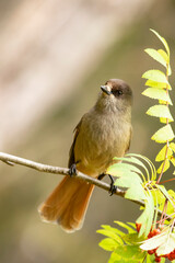 Siberian jay, perisoreus infaustus sitting on a rowan branch during autumn foliage in Finnish nature