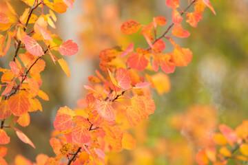 Brightly colored leaves of common aspen, Populus tremula during autumn foliage in Estonian nature, Europe - 479737781