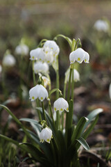 First spring flowers. White snowdrops in the snow.