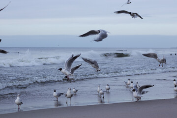 Many white-gray gulls walk along the shores of the Baltic Sea, some take off and flap their wings, waves rise in the background.
