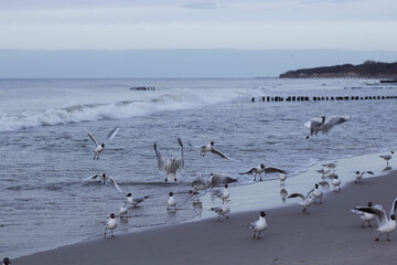 Many white-gray gulls walk along the shores of the Baltic Sea, some take off and flap their wings, waves rise in the background.