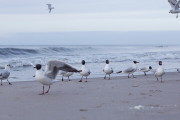 Many white-gray gulls walk along the shores of the Baltic Sea, some take off and flap their wings, waves rise in the background.