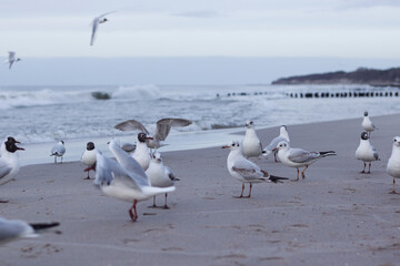 Many white-gray gulls walk along the shores of the Baltic Sea, some take off and flap their wings, waves rise in the background.