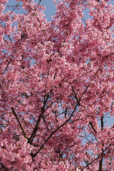 Blooming pink sakura near the Museum of the World Ocean in Kaliningrad. Cherry blossoms in the spring in the garden.