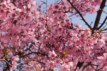 Blooming pink sakura near the Museum of the World Ocean in Kaliningrad. Cherry blossoms in the spring in the garden.