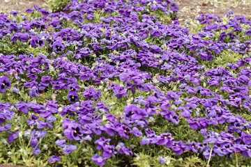 Obraz premium A large flower bed of purple pansies in early spring in the garden.