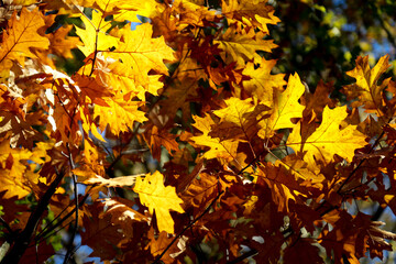Naklejka na ściany i meble Bunt gefärbtes Laub an Bäumen im Herbst. Herbstlandschaft.
