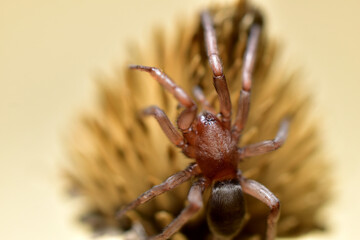 Close-up shot of a Tegenaria spider sitting on a dry flower.
