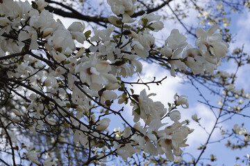 Large tree of blooming white magnolia in spring.