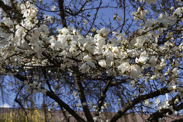 Large tree of blooming white magnolia in spring.