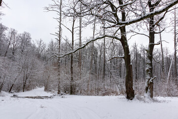 Beautiful forest winter, snowy landscapes. Snow lies on tree branches and on the ground. 