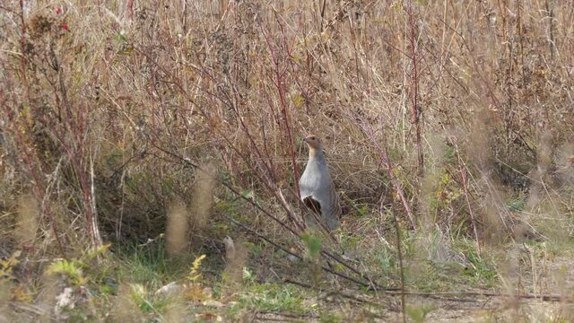Grey partridge in an autumn field
