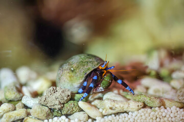 Ein Einsiedlerkrebs, Krabbe in einem Schneckenhaus im Meerwasseraquarium.
