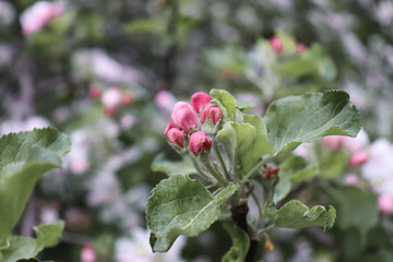 Closed pink buds of apple blossoms in late spring. Apple blossom.