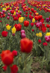 Large field of multi-colored tulips in spring. Symbol of International Women's Day in March.