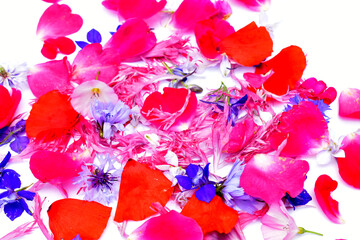Flower petals of various shapes and colors lie on white.
