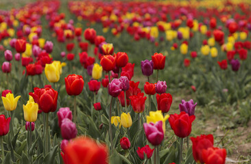 Large field of multi-colored tulips in spring. Symbol of International Women's Day in March.