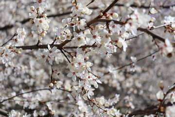 
Cherry blossoms in spring, white flowers on branches against the sky.