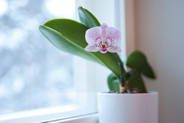 Closeup of purple phalaenopsis orchid in pot -orchid flower at the window at home