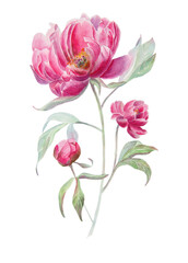 lovely pink peony