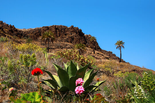 Flora of Gran Canaria, Canary Islands, Spain.