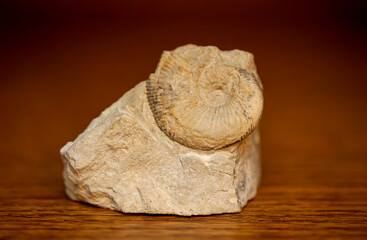 Ein einem Stück Stein eingeschlossene Überreste eines versteinerten Fossils aus einer längst vergangenen Zeit. - obrazy, fototapety, plakaty