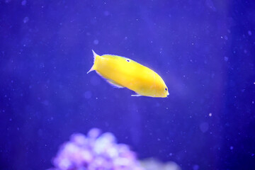 Ein gelber Lippfisch im Meerwasseraquarium. Bei Gefahr verschwinden sie im Sand, Bodengrund.


