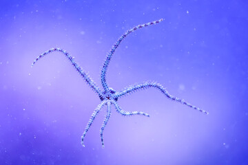 Ein Schlangenseestern mit seinen sech Tentakeln an der Scheibe eines Meerwasseraquariums.
